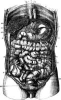 1. esófago. 2. estómago. 3. orificio pilórico estómago. 4. duodeno. 5. pequeño intestino. 6. intestino ciego. 7. ascendente colon. 8. transverso colon. 9. descendente colon. 10 recto. 11 el hígado. 12 hiel vejiga remoto. 13 hepático vena adherente a el pañuelo de papel de vector