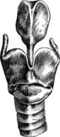 Anterior View of the Larynx, vintage engraving vector