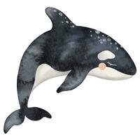 Cute baby Killer whale or Orcinus orca. Wild inhabitants of the seas and oceans of the Arctic. Hand drawn watercolor illustration. Undersea mammal animal image for nursery, wall sticker, greeting card vector