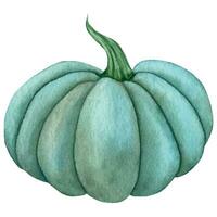 Watercolor blue green pumpkins, Harvest vegetable illustration vector