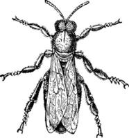 masculino abeja o zumbido, Clásico grabado. vector