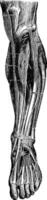 anterior región de el pierna, Clásico grabado vector