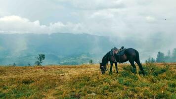 A horse in the mountains eats grass. There is a horse grazing in a foggy meadow on the side of a mountain video