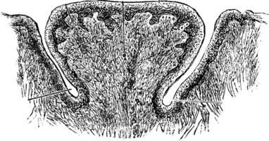 Vallate Papilla of the Human Tongue, vintage engraving vector