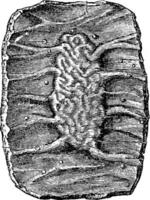 Section of a Portion of the Small Intestine showing a Peyer's Pa vector