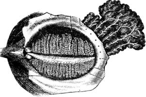 Deep Surface of the Human Eyelid with the Nasolacrimal Gland, vi vector