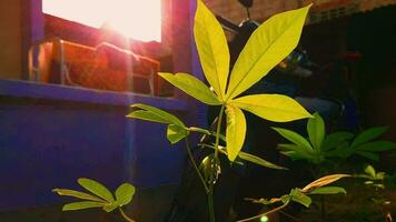 The morning sunlight hits the leaves of the cassava tree in the wind video