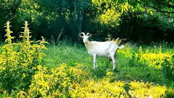 une Jeune chèvre broute sur une vert Prairie pendant le temps de journée lorsque le Soleil est brillant video