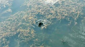 A duck eats the grass growing on the lake by itself video