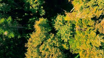 aéreo parte superior ver bajo vuelo terminado otoño bosque y arboles otoño en el bosque. video