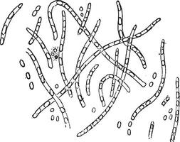 bacterias dentro cuales esporas son siendo formado, Clásico grabado. vector