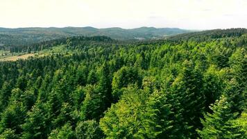 Antenne Aufnahmen von Wald von über, zeigen es ist Schönheit und Vielfalt video