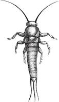 Silverfish or Lepisma saccharina. vector