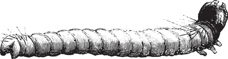 polilla larva magnificado por el microscopio, Clásico grabado. vector