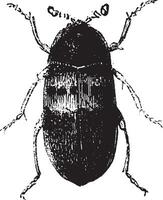 despensa escarabajo, Clásico grabado. vector