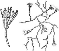 Fruiting top of green mold, Penicillium, vintage engraving. vector