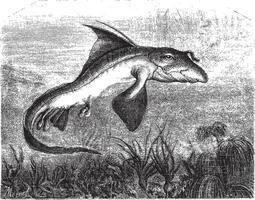 Chimaera monstrosa or Rabbit fish, vintage engraving. vector