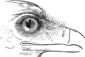 Secretary Bird or Sagittarius serpentarius, showing nictitating membrane in the eye. vector