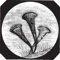 Stentor polymorphus observed in the aquarium, magnified 150 times, vintage engraving. vector