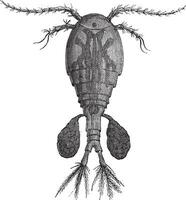 Freshwater Copepod or Cyclops sp., vintage engraving vector