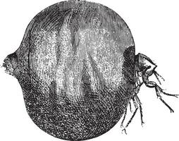nigua pulga, Clásico grabado. vector