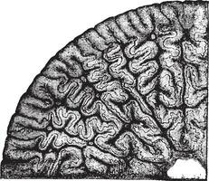 Dent of Labyrinthodont, batrachian, showing the inner structure, vintage engraving. vector