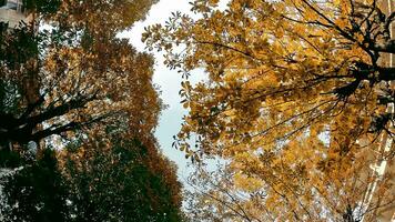 ein Aussicht bergauf von ein Auto Beschleunigen durch das Stadt. Aussicht durch das Luke von das Auto zu das Himmel. Herbst Bäume und sonnig Tag. video