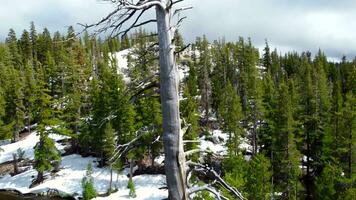 antenne een droog boom en de natuur van de hooglanden. panorama van de takken van een boom dat heeft droog omhoog tegen de achtergrond van bergen gedekt met sneeuw. wild natuur van de hooglanden in winter. video