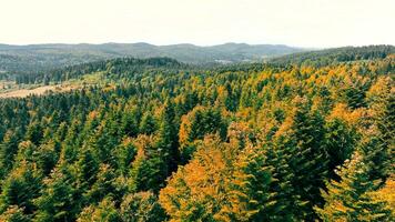 aérien drone vue plus de l'automne forêt. l'automne forêt aérien drone voir. l'automne arrière-plan, aérien drone vue de magnifique forêt paysage avec l'automne des arbres de au-dessus de. video