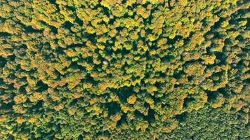 Aerial top view of the autumn forest from a great height. Forest texture from above. video