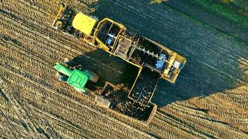 aéreo parte superior ver cosecha azúcar remolacha en el campo con un combinar segador. un combinar segador cosechas azúcar hierba desde tierras de cultivo a puesta de sol. cargando remolacha dentro un transporte camión video