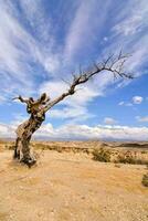 a dead tree in the desert with a blue sky photo