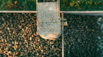 azúcar remolacha cerca arriba siendo cargado sobre un coche con un remolque para transporte en el campo, desde el parte superior vista. video