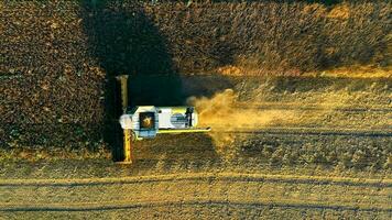 aéreo ver de un combinar cosecha soja a puesta de sol. trabajo de el segador y cosecha. video