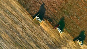 raccolta semi di soia, aereo superiore Visualizza bellissimo Immagine di soia raccogliere agricoltura video