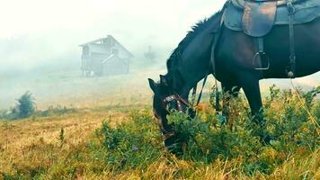 eso es un de cerca imagen de un caballo comiendo césped en el niebla, rodeado por nubes en un brumoso día, un caballo roza en el montañas. video