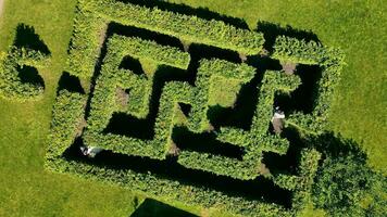 oben Aussicht von das Braut und Bräutigam suchen zum jeder andere im das Labyrinth. ein Matze von Gebüsch und ein Hochzeit Tag im das Park. video