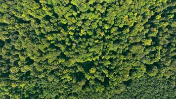 aereo superiore Visualizza a partire dal un' grande altezza di il montagne e cime degli alberi. foresta struttura e superiore Visualizza. verde denso foresta con misto alberi. video