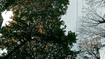 prise une Regardez à le ciel par le la trappe de le auto. un l'automne journée avec coloré des arbres et une ensoleillé ciel. Regardez montée de une excès de vitesse voiture comme il passe par le ville video