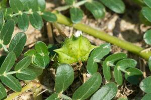 Green seed of Tribulus terrestris plant with leaf. photo