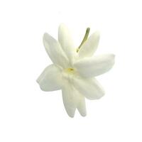 Close up a Jasmine flower on white background. photo