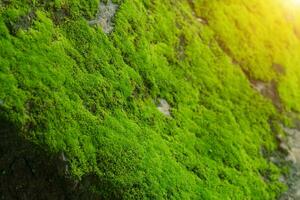 Close up of Moss on rock. photo