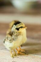 Close up Little chicken. photo