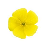 Yellow flowers of Tribulus terrestris plant. photo