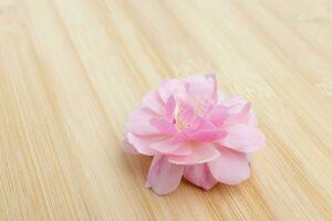 The pink fairy rose flower on the bamboo wood. photo