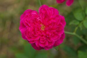 oscuro rosado Rosa en el jardín. foto