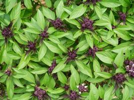 Close up Sweet basil flower. photo