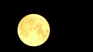 een gloeiend gouden reusachtig vol maan gezien van aarde door de atmosfeer tegen een sterrenhemel nacht lucht. een groot vol maan beweegt aan de overkant de lucht, de maan in beweging van de links kader naar de Rechtsaf. video