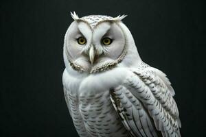 AI generated Owl. Pro Photo