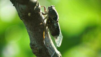 en cikada sitter på en fikon träd på sommar, närbild skott. sång högt till ring upp de kvinna. intensiv surrande av cikador. cikada lyristes plebejus. selektiv fokus video